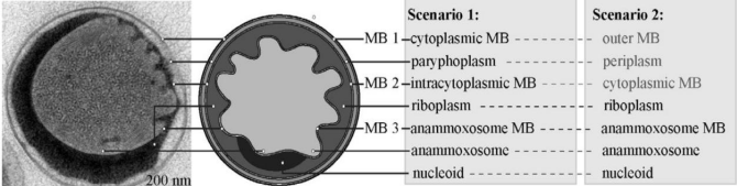 厌氧氨氧化细菌种类、生理特性及形态结构