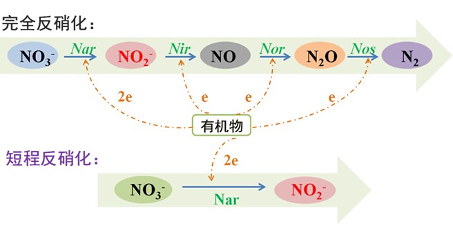 短程反硝化技术原理与研究现状